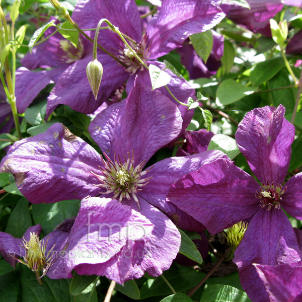 Big Photo of Clematis , Flower Close-up
