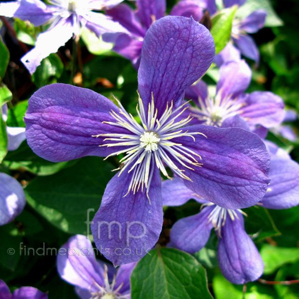Big Photo of Clematis , Flower Close-up