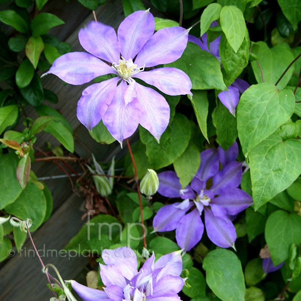 Big Photo of Clematis Countess Of Lovelace
