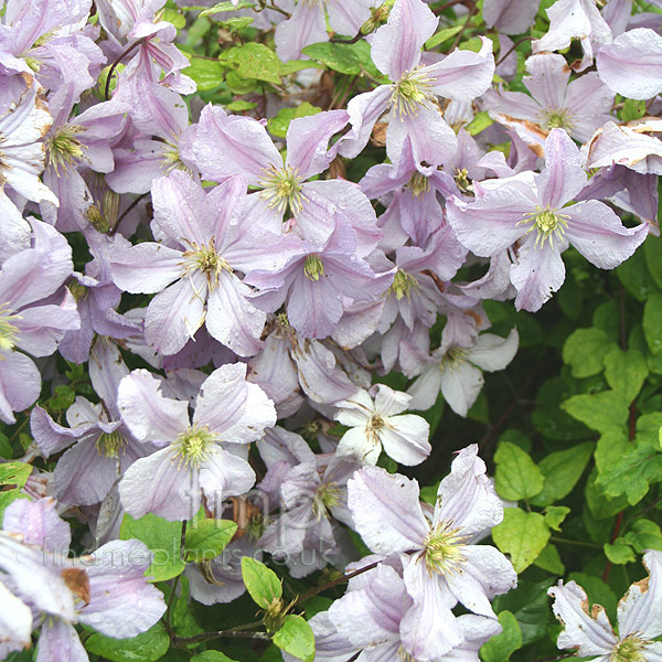 Big Photo of Clematis Prince Charles
