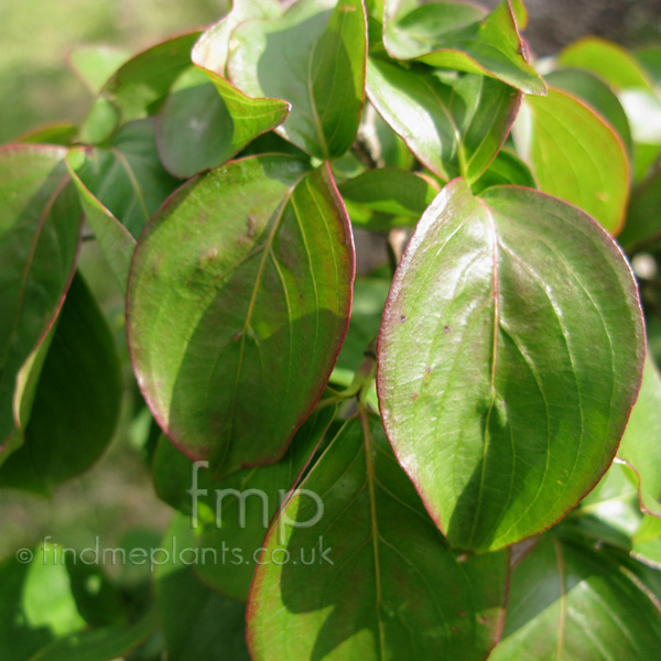 Big Photo of Cornus Kousa, Leaf Close-up