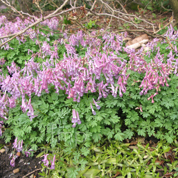 Big Photo of Corydalis Solida
