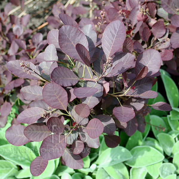 Big Photo of Cotinus Coggygria