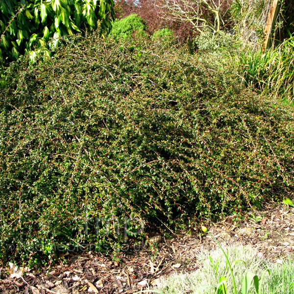 Big Photo of Cotoneaster 
