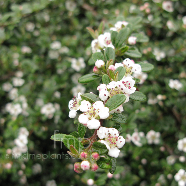 Big Photo of Cotoneaster , Flower Close-up