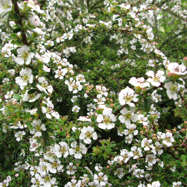 Big Photo of Cotoneaster Conspicuus, Flower Close-up