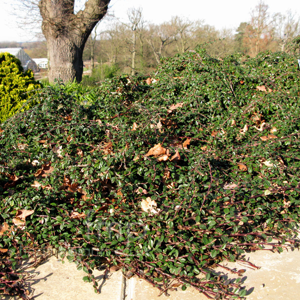 Big Photo of Cotoneaster Radicans