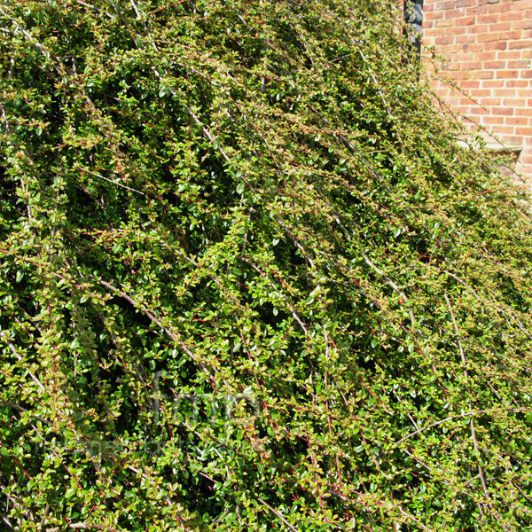 Big Photo of Cotoneaster 