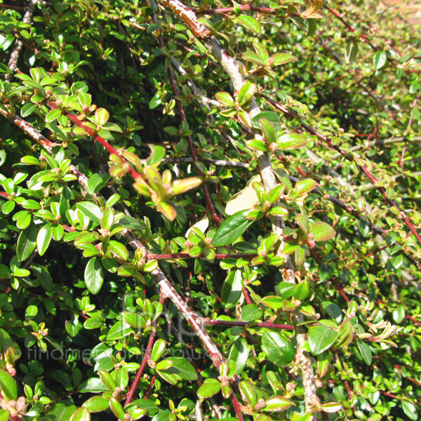 Big Photo of Cotoneaster , Leaf Close-up