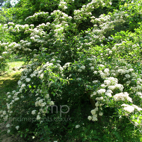 Big Photo of Crataegus Pentagyna