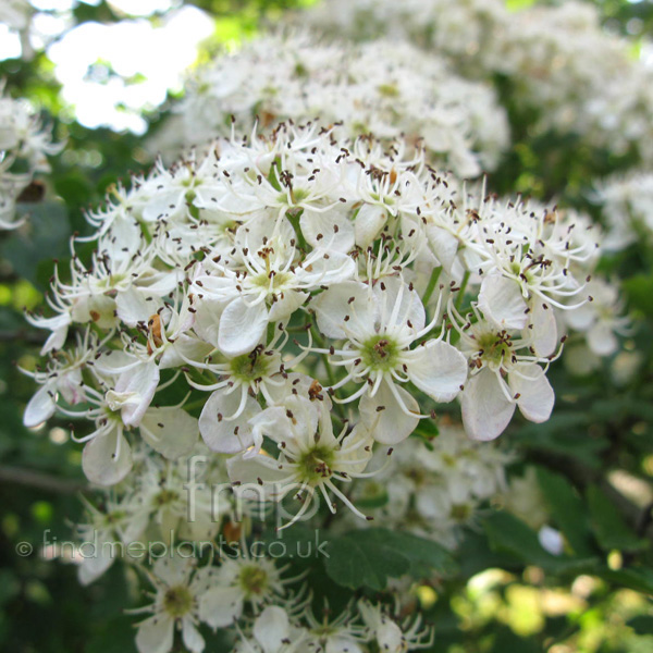 Big Photo of Crataegus Pentagyna, Flower Close-up