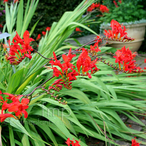 Big Photo of Crocosmia Masoniorum