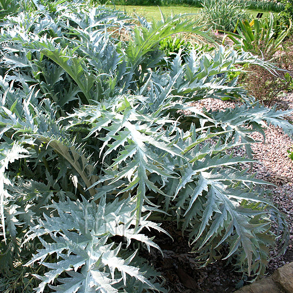 Big Photo of Cynara Cardunculus