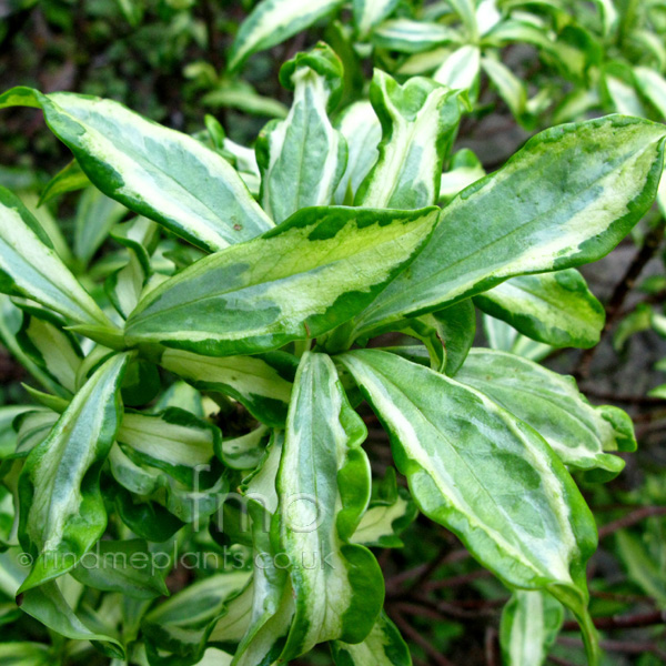 Big Photo of Daphne Odora, Leaf Close-up