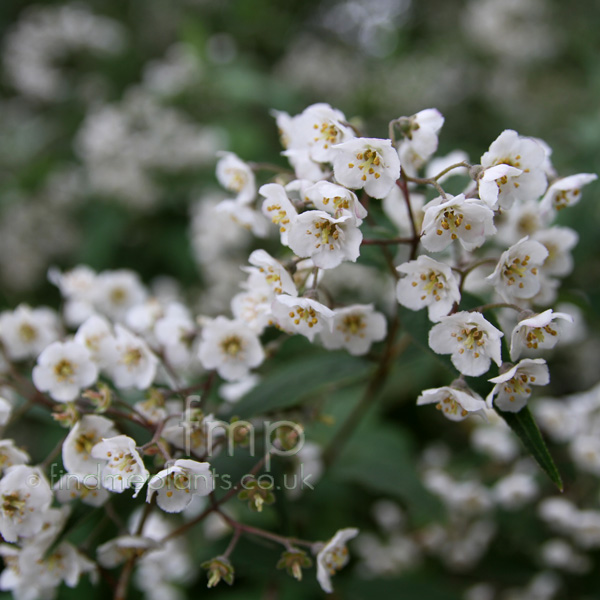 Big Photo of Deutzia Corymbosa, Flower Close-up