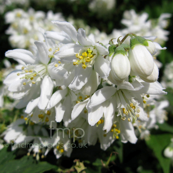 Big Photo of Deutzia X Magnifica, Flower Close-up