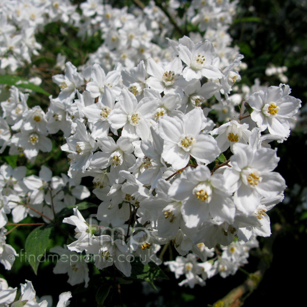 Big Photo of Deutzia Vilmoriniae, Flower Close-up