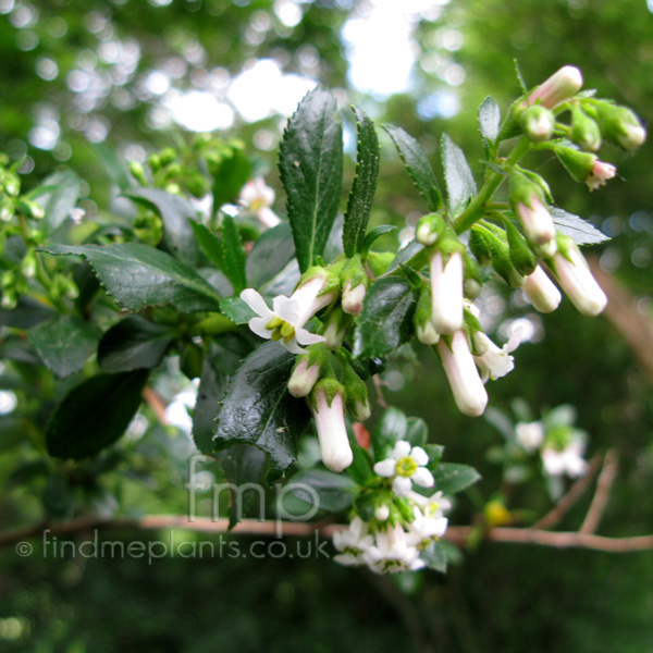 Big Photo of Escallonia Illinita, Flower Close-up