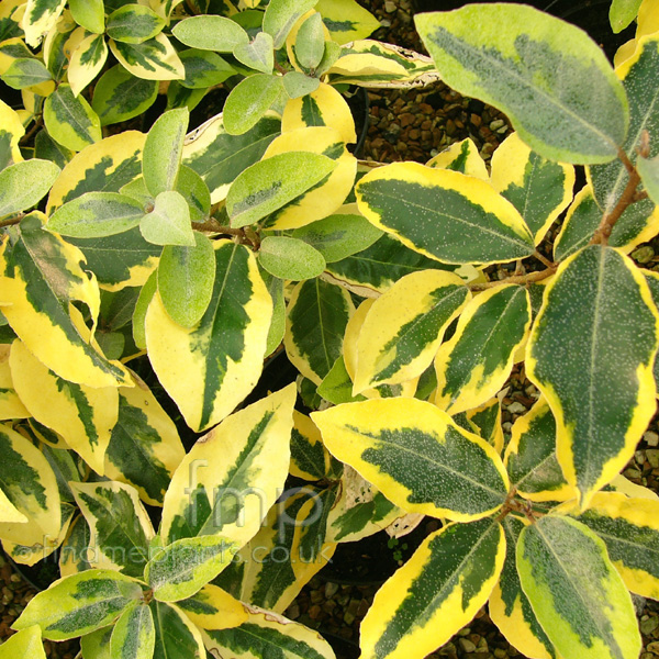 Big Photo of Elaeagnus Ebbingei Gilt Edg