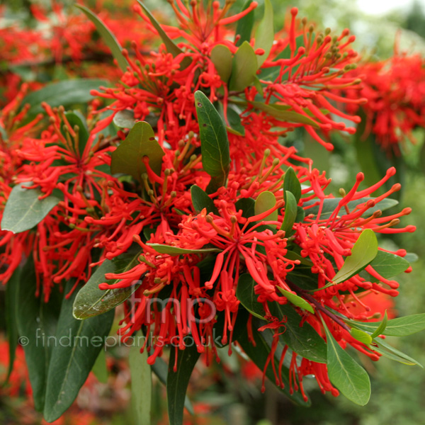 Big Photo of Embothrium Lanceolatum, Flower Close-up