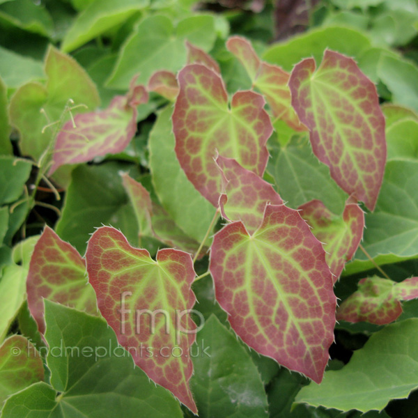 Big Photo of Epimedium Rubrum, Leaf Close-up