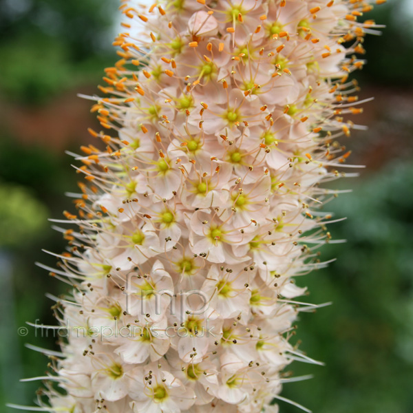 Big Photo of Eremurus Robustus, Flower Close-up