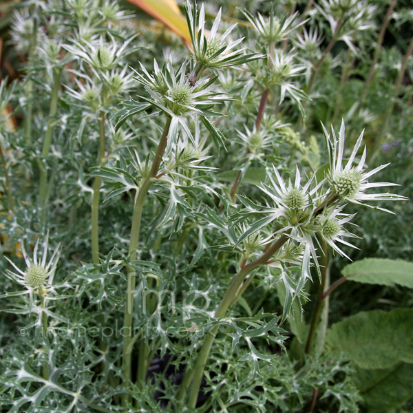 Big Photo of Eryngium Bourgatii, Flower Close-up
