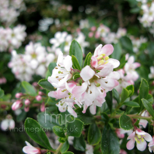 Big Photo of Escallonia , Flower Close-up