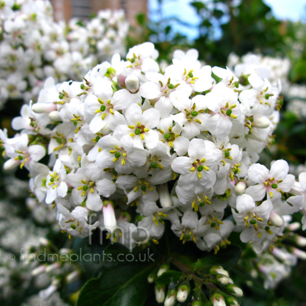 Big Photo of Escallonia , Flower Close-up