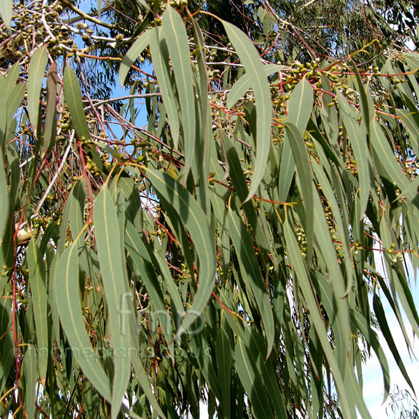 Big Photo of Eucalyptus Chapmaniana