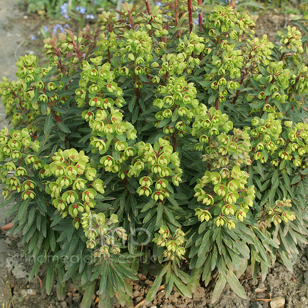 Big Photo of Euphorbia X Martinii