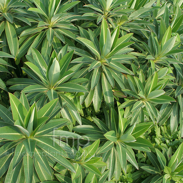 Big Photo of Euphorbia Pasteurii