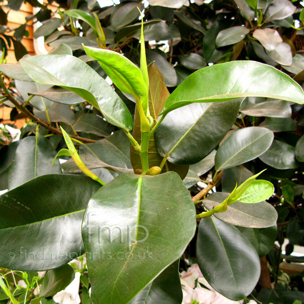 Big Photo of Ficus Rubignosa