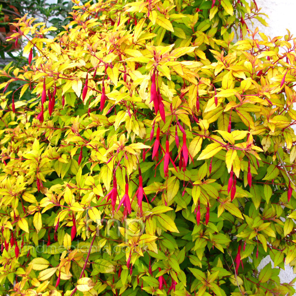 Big Photo of Fuchsia Magellanica