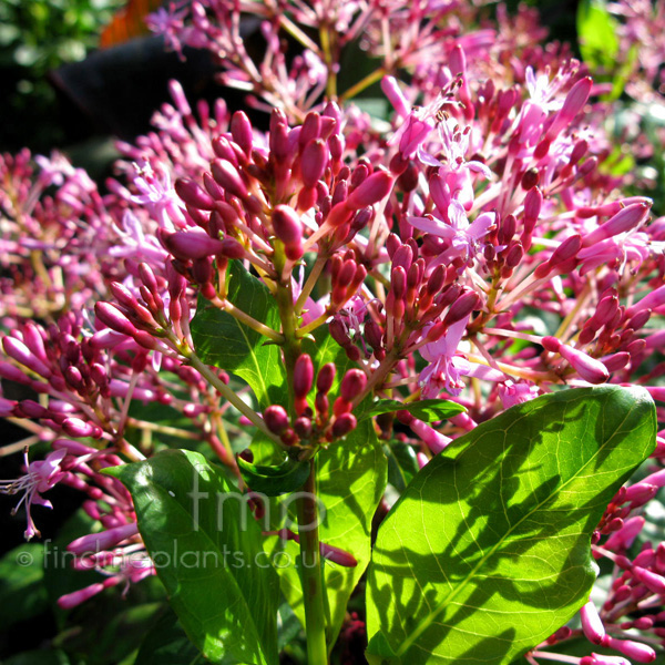 Big Photo of Fuchsia , Flower Close-up
