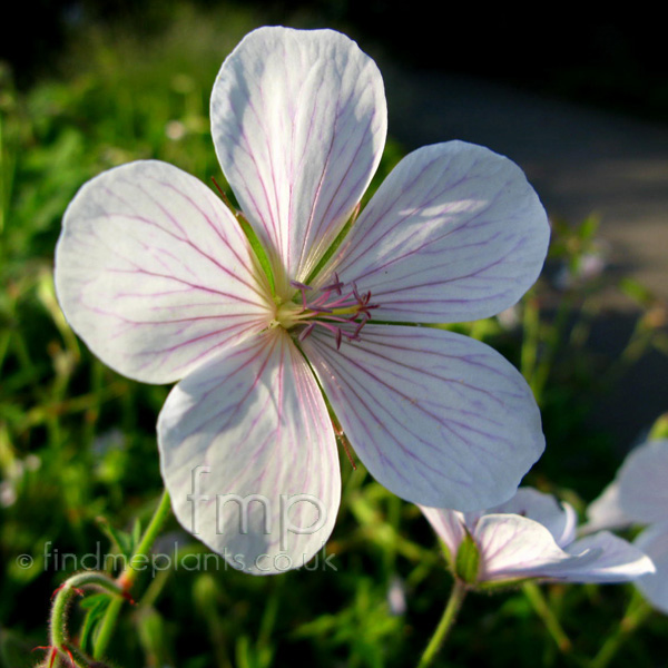 Big Photo of Geranium Clarkei, Flower Close-up