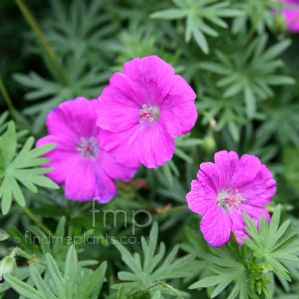 a big photo of geranium sanguineum flower close up from a big photo of geranium sanguineum flower close up from