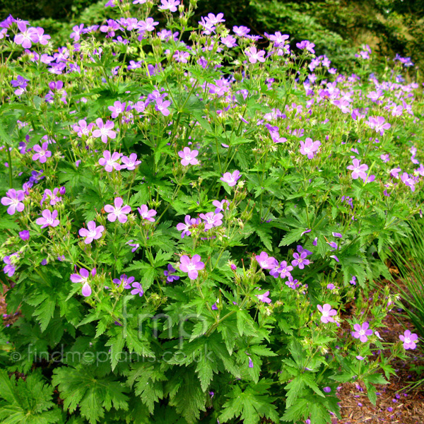 a big photo of geranium from findmeplants a big photo of geranium from findmeplants
