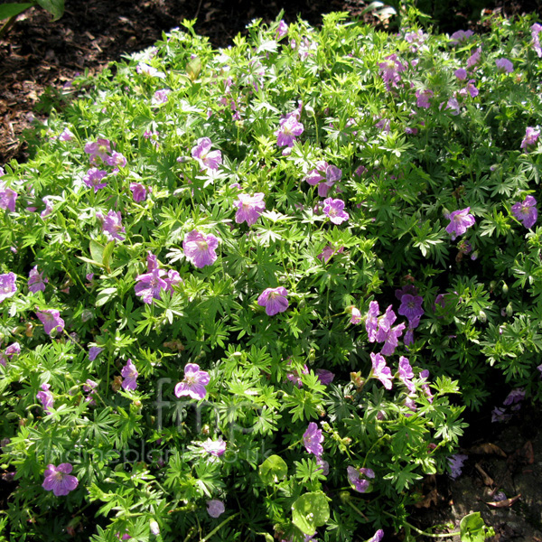 a big photo of geranium sanguineum from findmeplants a big photo of geranium sanguineum from findmeplants