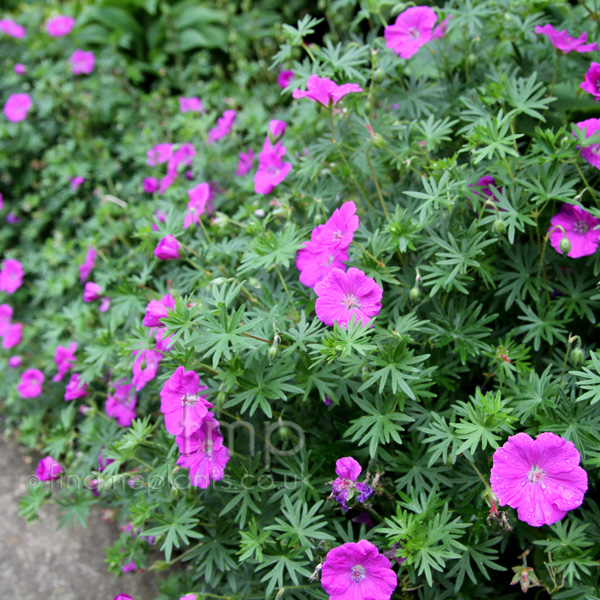 a big photo of geranium sanguineum from findmeplants a big photo of geranium sanguineum from findmeplants