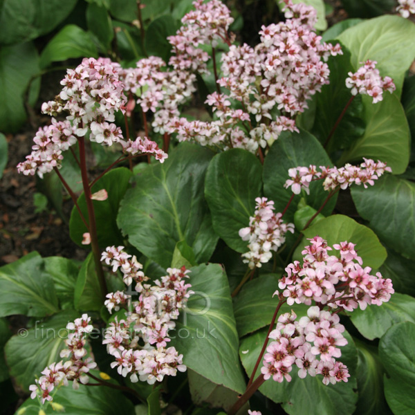Big Photo of Bergenia , Flower Close-up