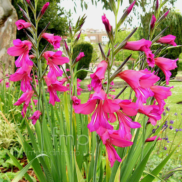 Big Photo of Gladiolus Byzantinus