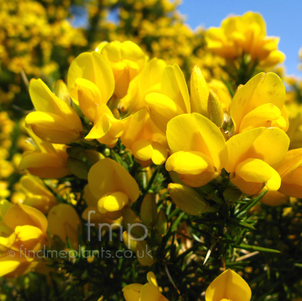 Big Photo of Gorse Fl