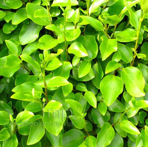 Big Photo of Griselinia Littoralis