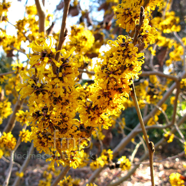 Big Photo of Hamamelis Doerak