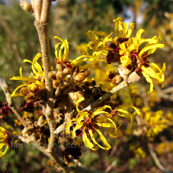 Big Photo of Hamamelis Harlowcarr