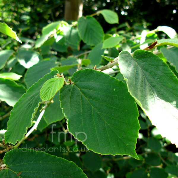 Big Photo of Hamamelis Mollis Boskoop