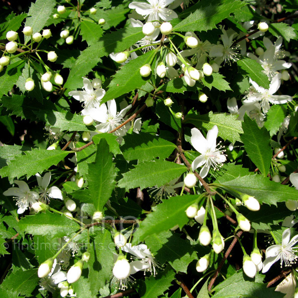 Big Photo of Hoheria Angustifolia, Flower Close-up