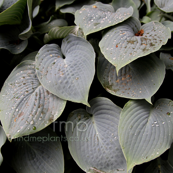 Big Photo of Hosta , Leaf Close-up
