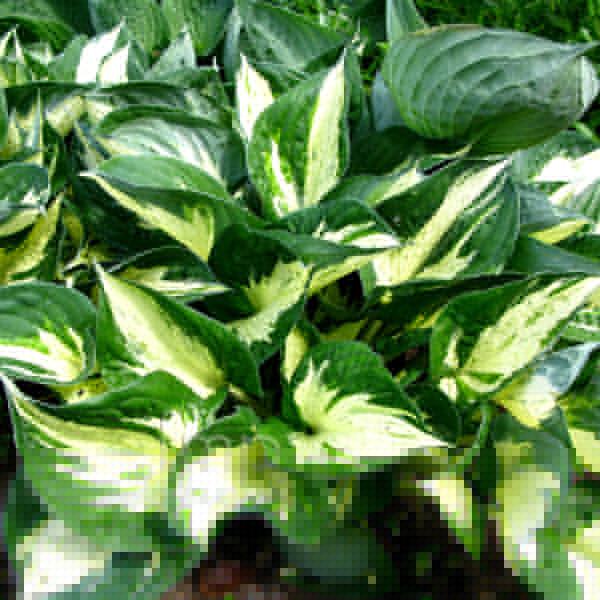 Hosta �Revolution� Information, Pictures &amp; Cultivation Tips
